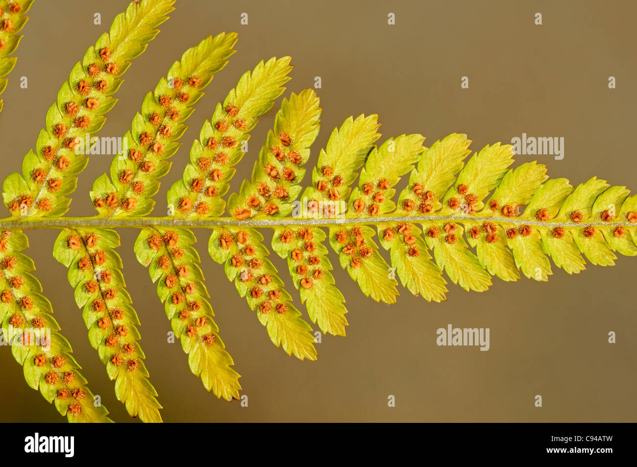 Sori on leaf underside of Common male fern, Dryopteris filixmas Stock