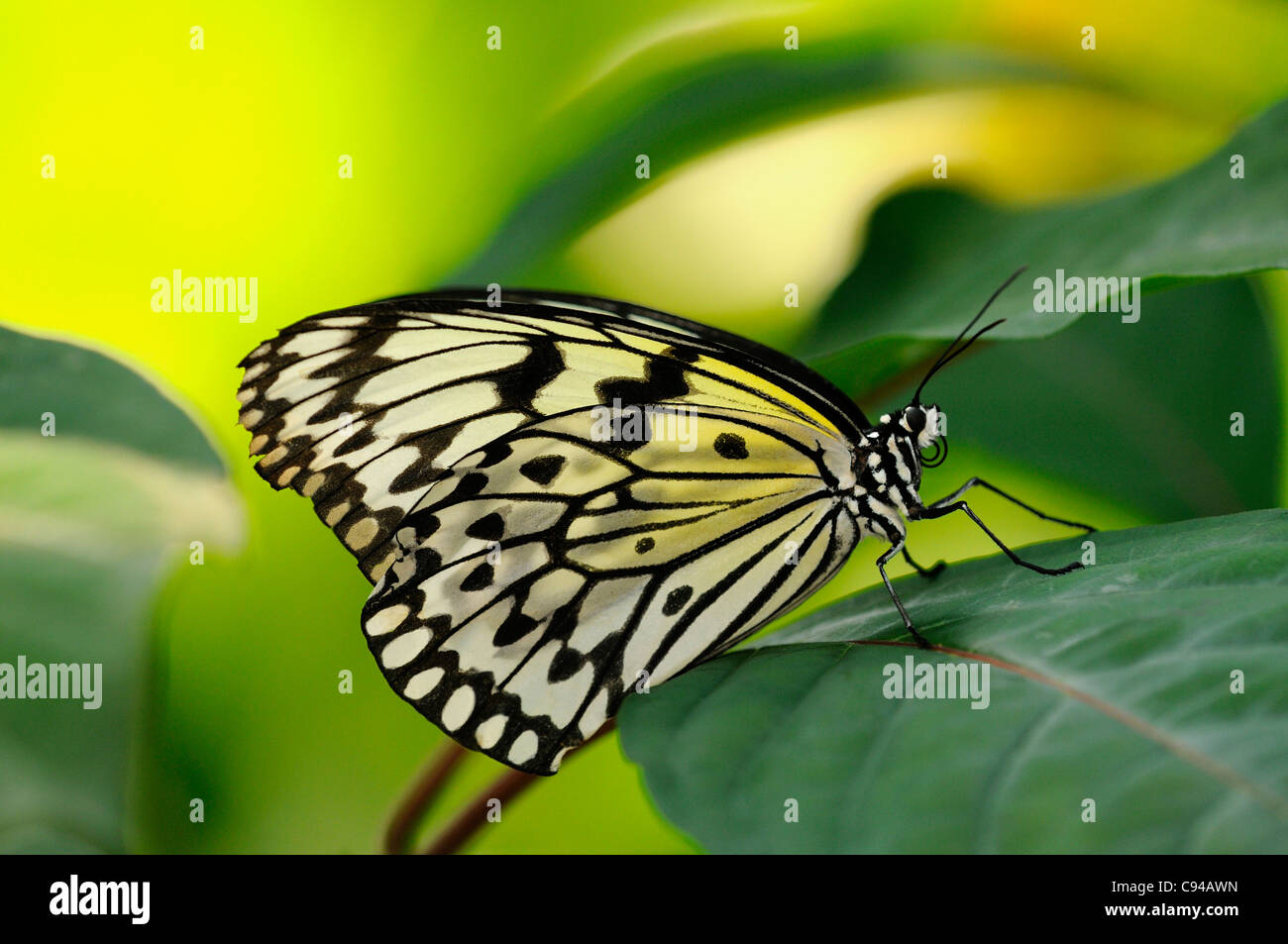 Tropical butterfly Paper Kite, Idea leuconoe Stock Photo