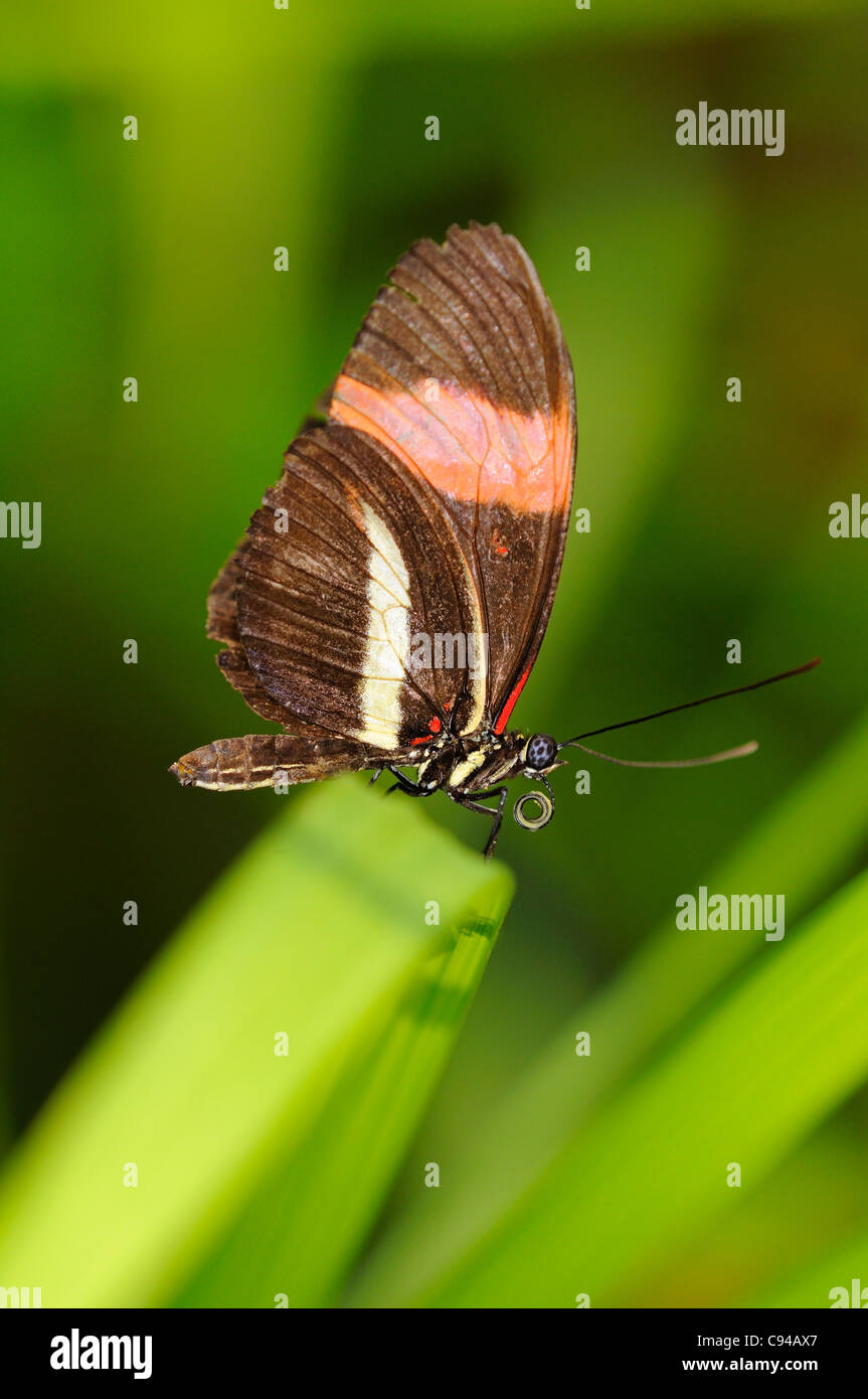 Tropical butterfly Postman, Heliconius melpomene Stock Photo