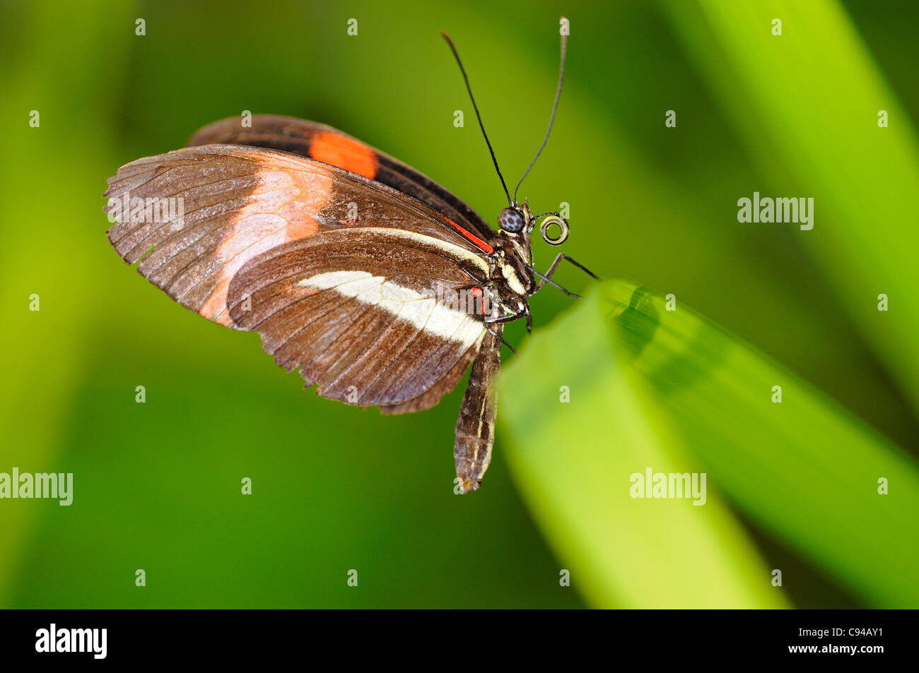 Tropical butterfly Postman, Heliconius melpomene Stock Photo