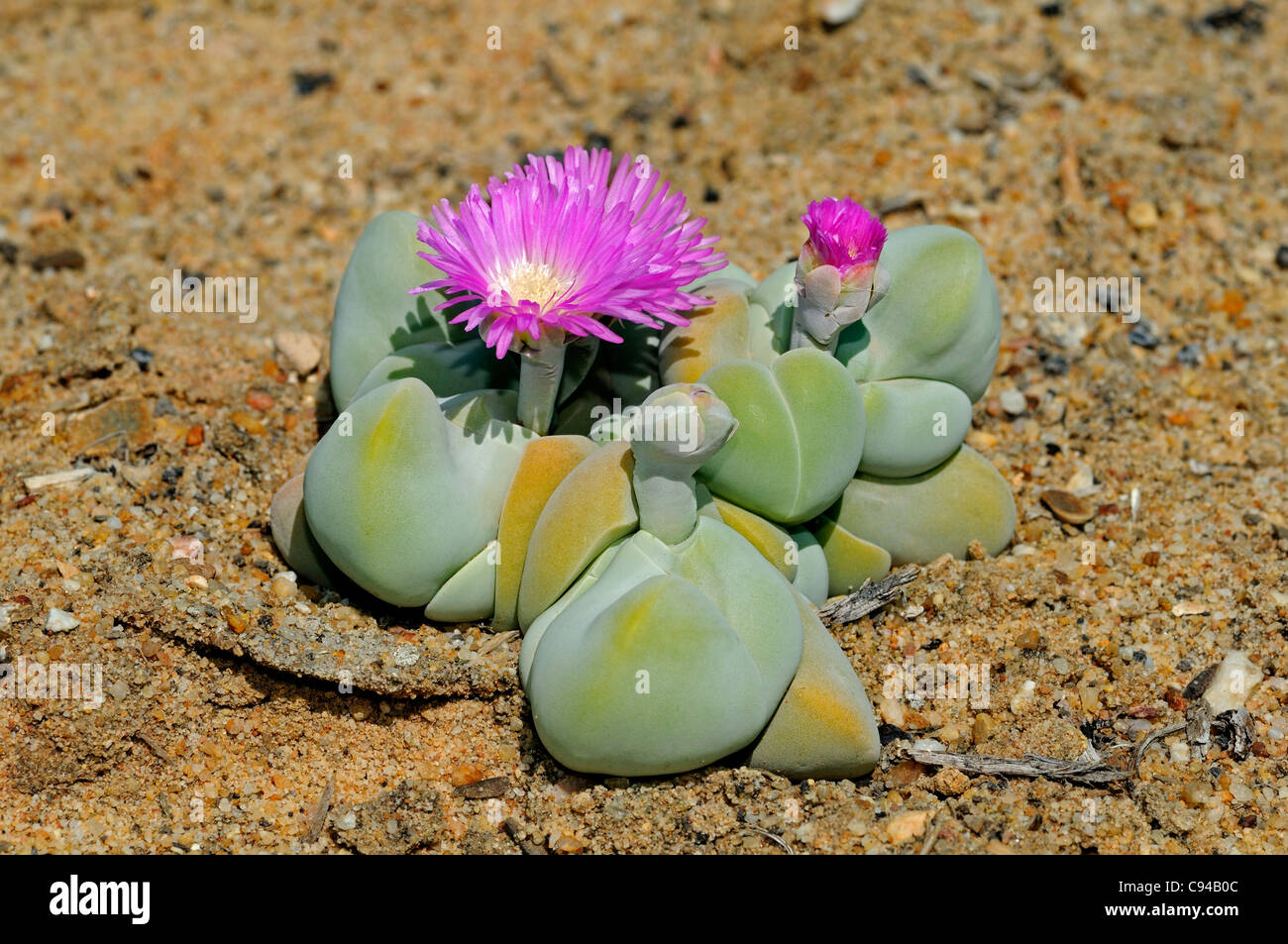Gibbaeum album, Vanrhynsdorp, Western Cape, Namaqualand, South Africa Stock Photo