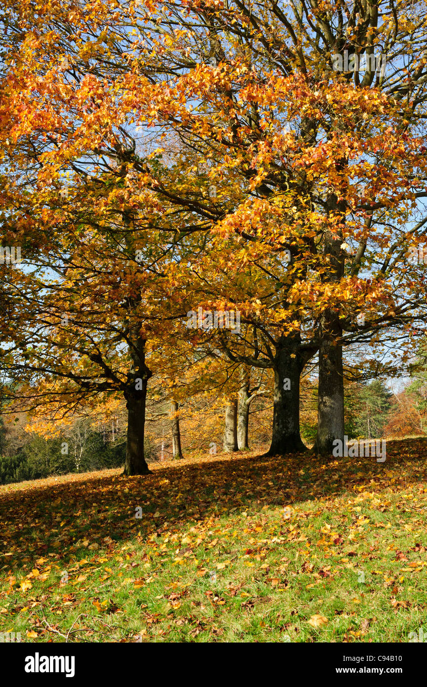 The Golden colour of trees in Autumn in the Park, United Kingdom Stock