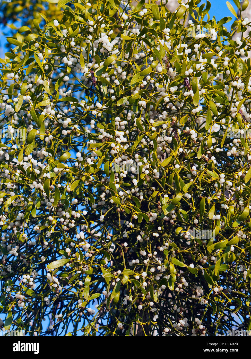 Bunch of Mistletoe - sud-Touraine, France. Stock Photo