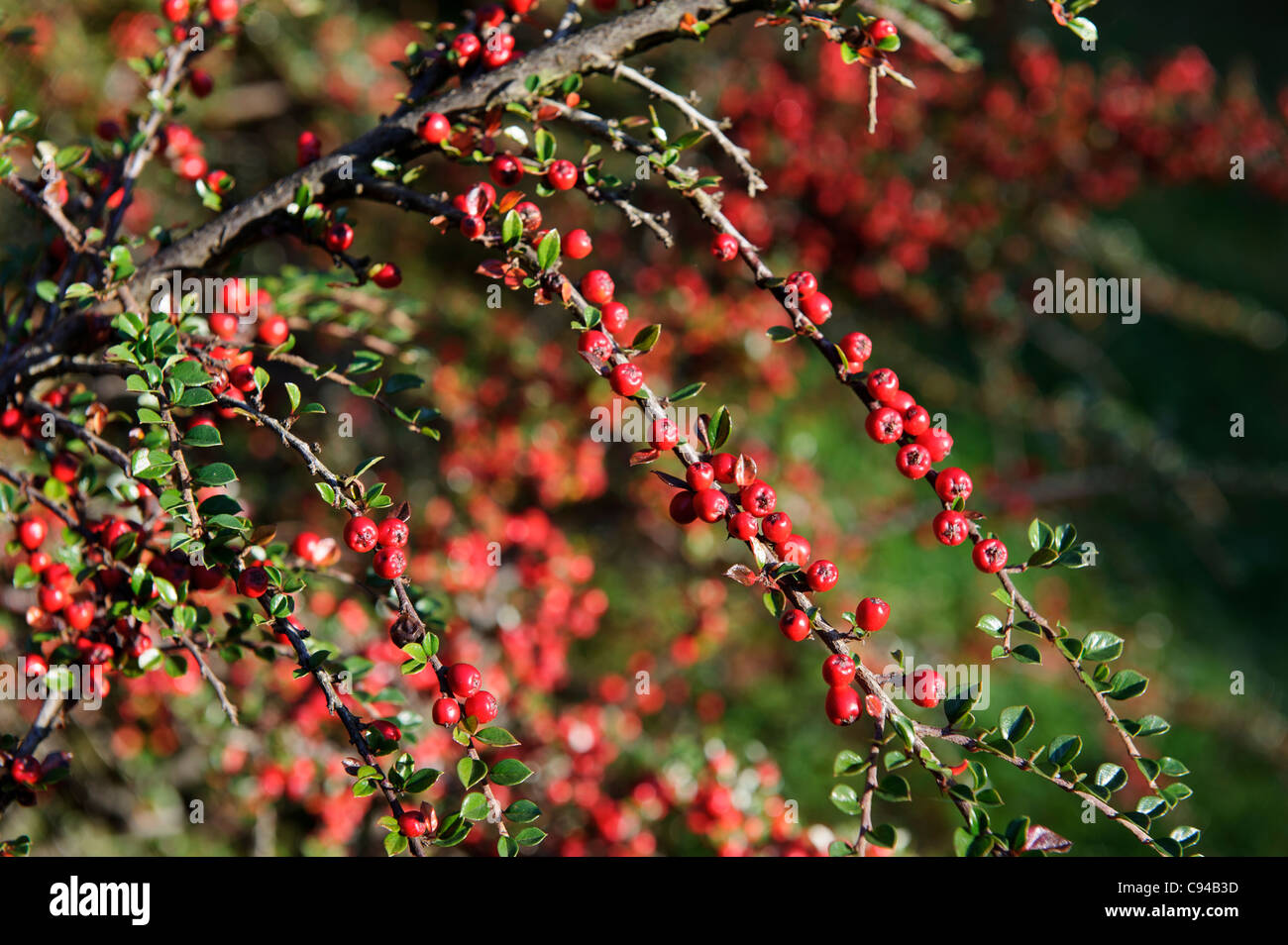 Red berries - Cotoneaster Horizontalis in Autumn, United Kingdom Stock Photo