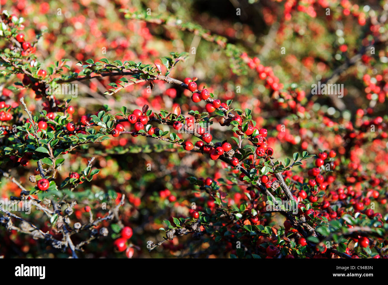 Red berries - Cotoneaster Horizontalis in Autumn, United Kingdom Stock Photo