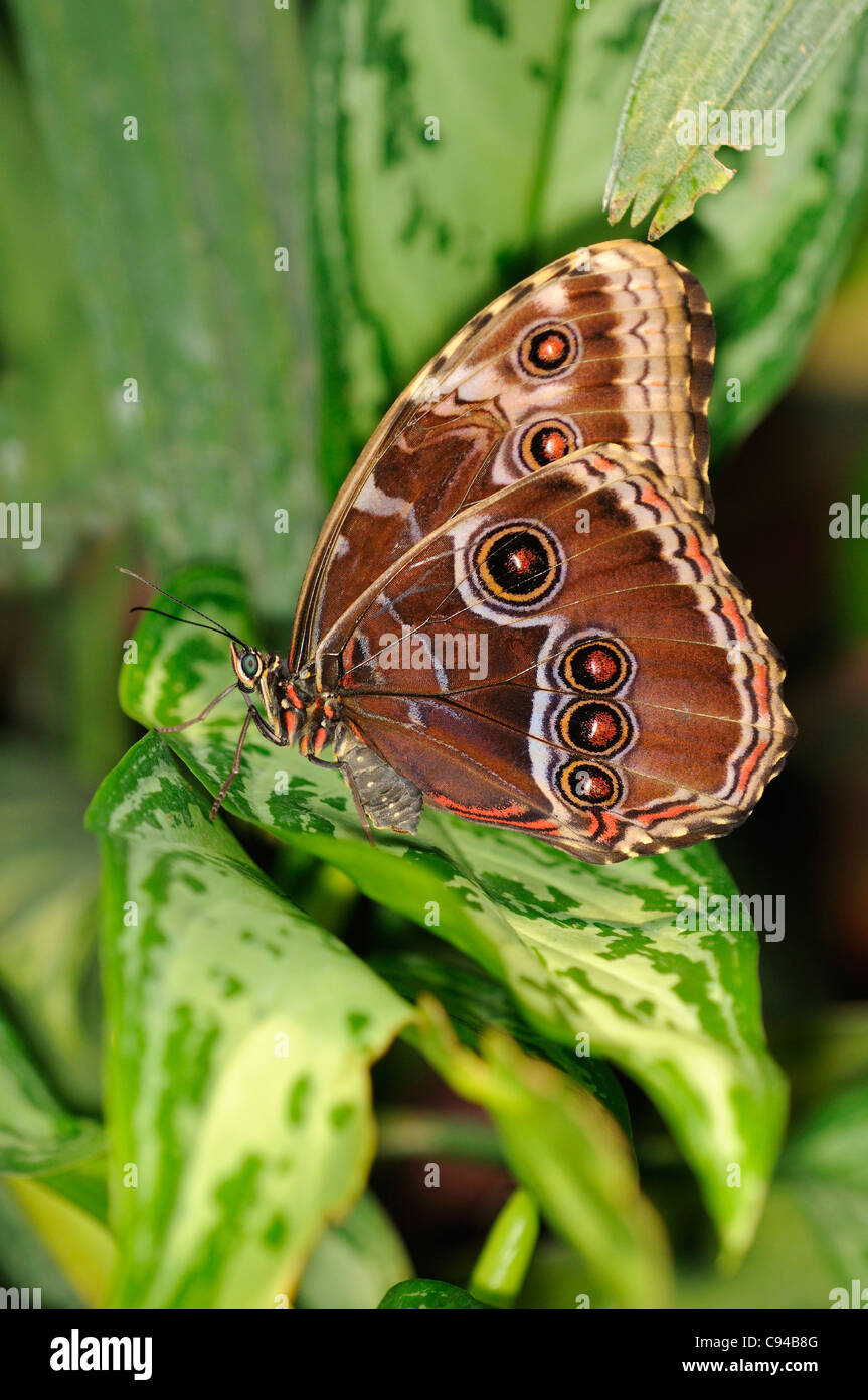Tropical butterfly Blue Morpho, Morpho peleides Stock Photo