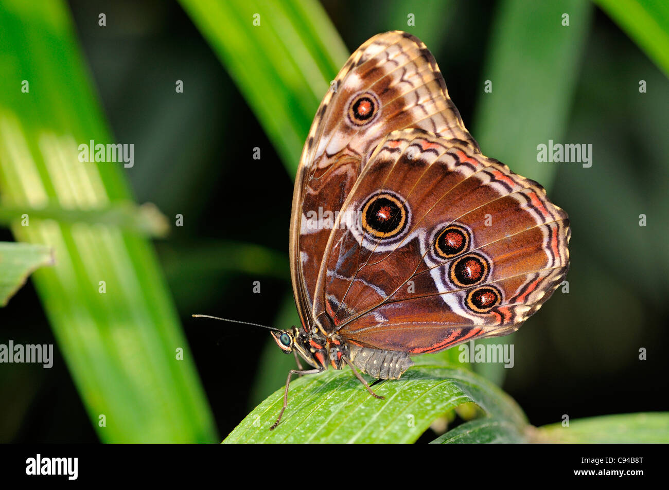 Tropical butterfly Blue Morpho, Morpho peleides Stock Photo