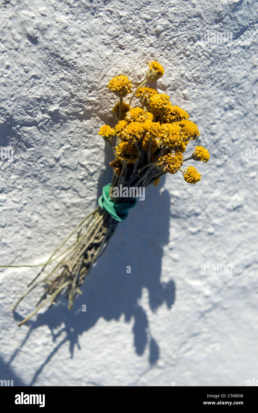 Camomile flowers Menorca Balearics Spain Stock Photo