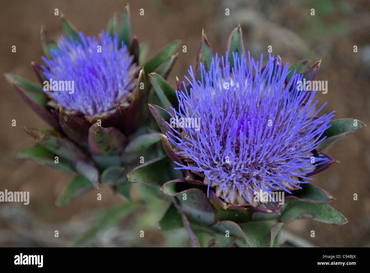 Wild flowers, Menorca, Balearics, Spain Stock Photo