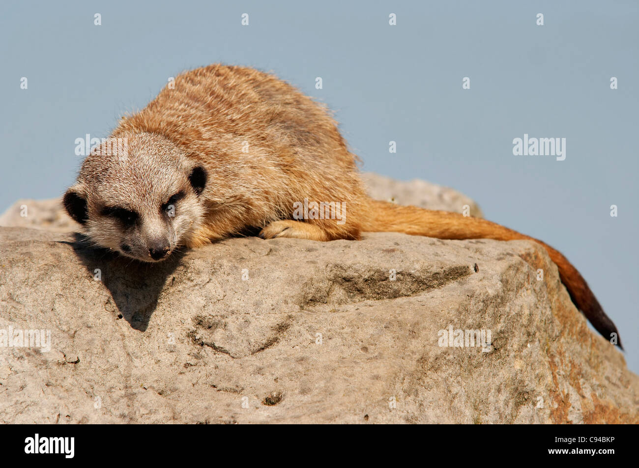 sleeping suricate - Suricata suricatta - meerkat Stock Photo