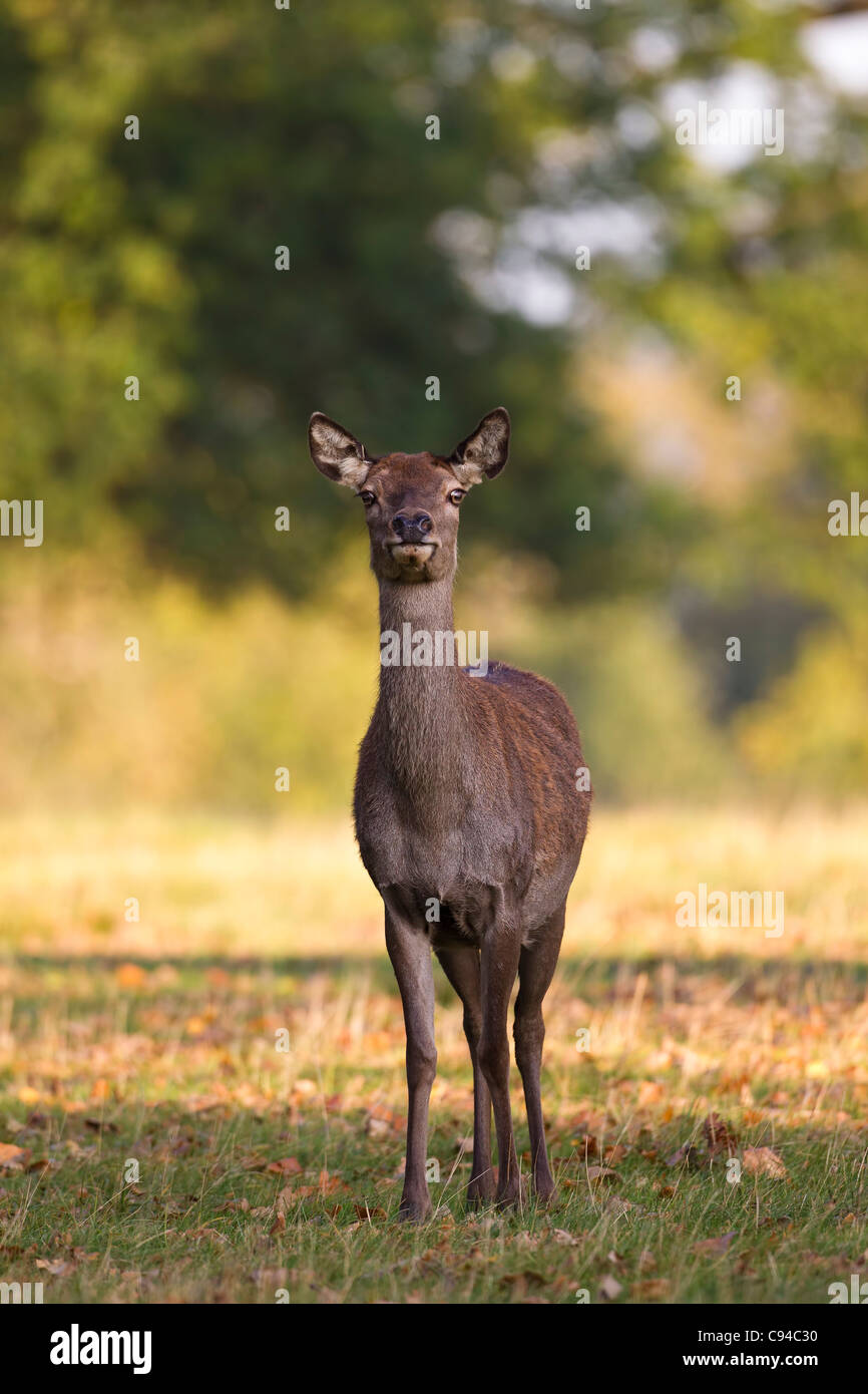A female red deer (hind ) (Cervus elaphus) standing facing the camera with out of focus trees in the distance behind Stock Photo