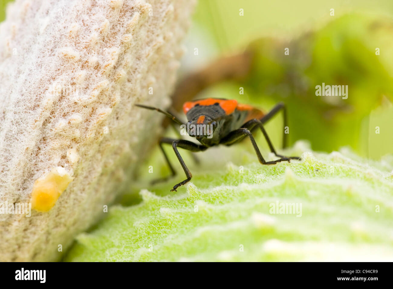 Small Eastern Milkweed Bug (Lygaeus turcicus) on a Common Milkweed (Asclepias syriaca) plant. Stock Photo