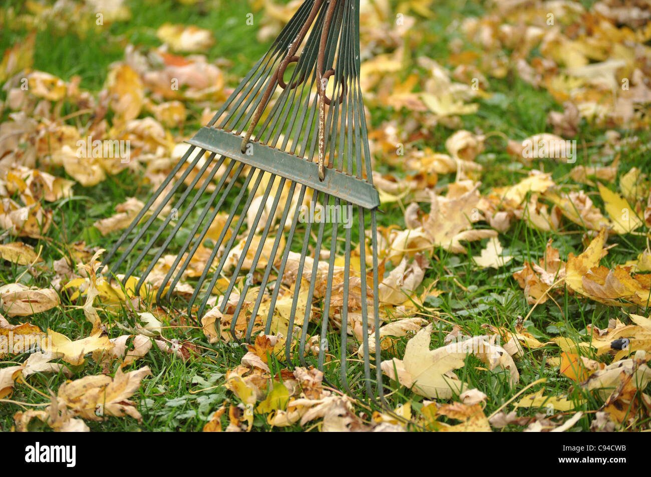 Fallen Leaves and a Rake Stock Photo - Alamy