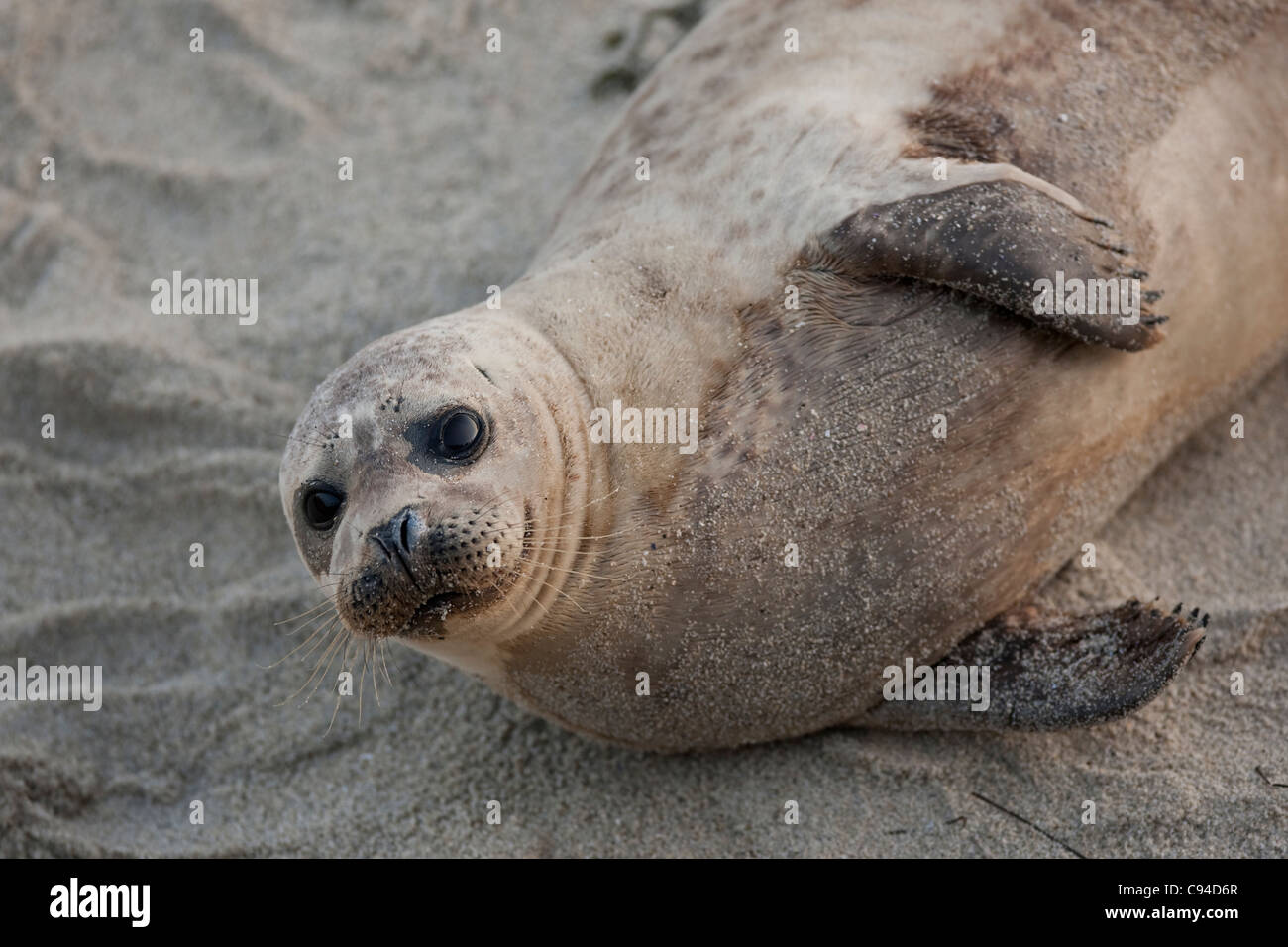 Harbor Seal (Phoca vitulina richardsi), resting in La Jolla Cove in La Jolla, California. Stock Photo