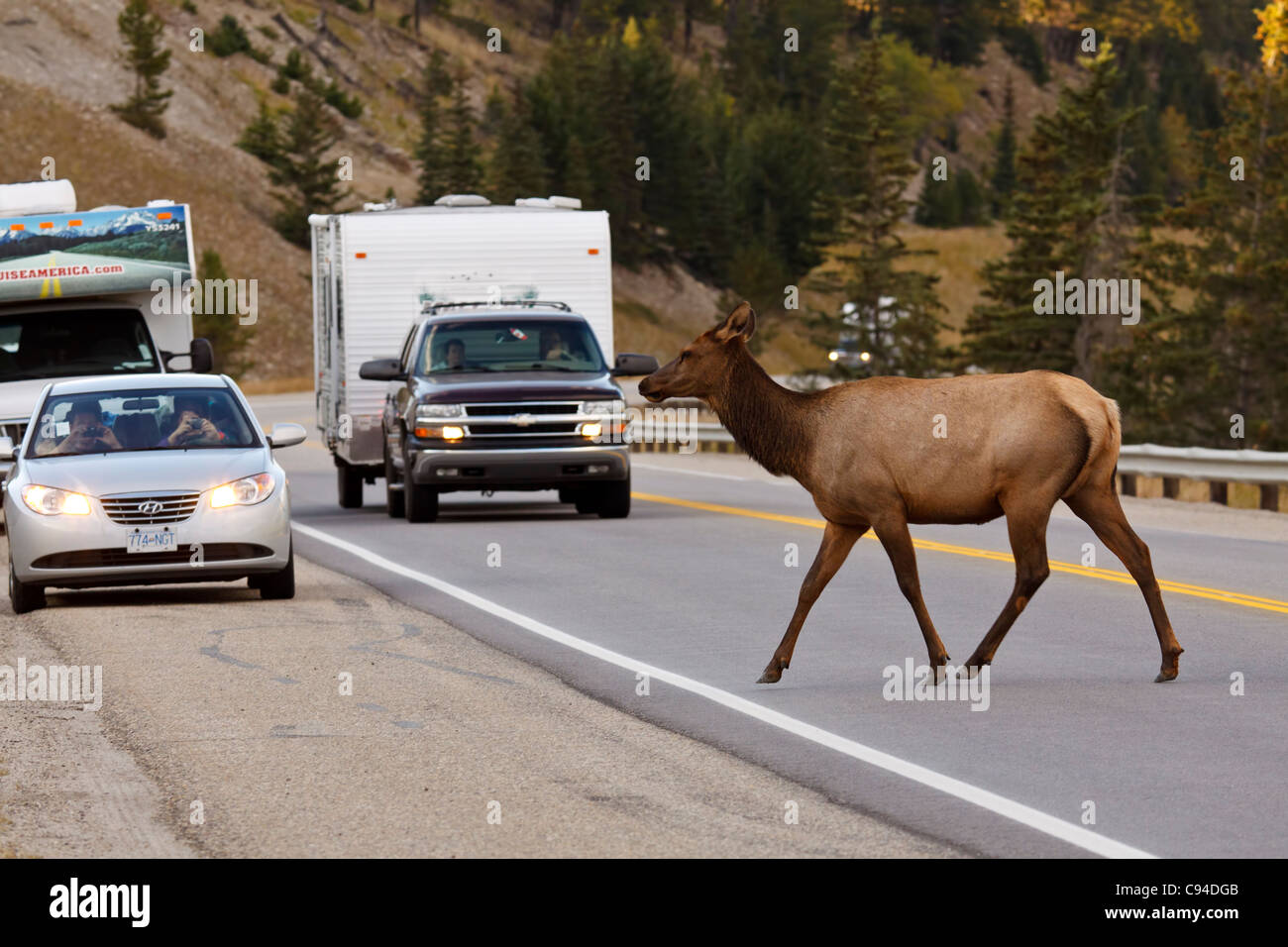 Cow elk crossing Yellowhead highway 16 in front of traffic-Jasper National Park, Alberta, Canada. Stock Photo