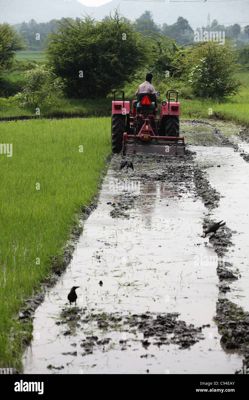 Tractor preparing a paddy field Tamil Nadu India Stock Photo Alamy