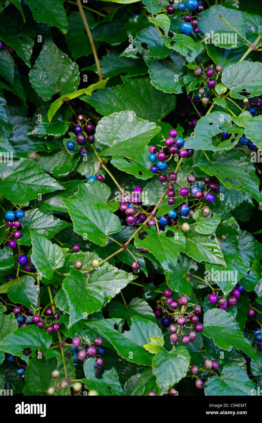 Fuchsia Roots Invasive Invasive shrub control hi-res stock photography and images - Alamy