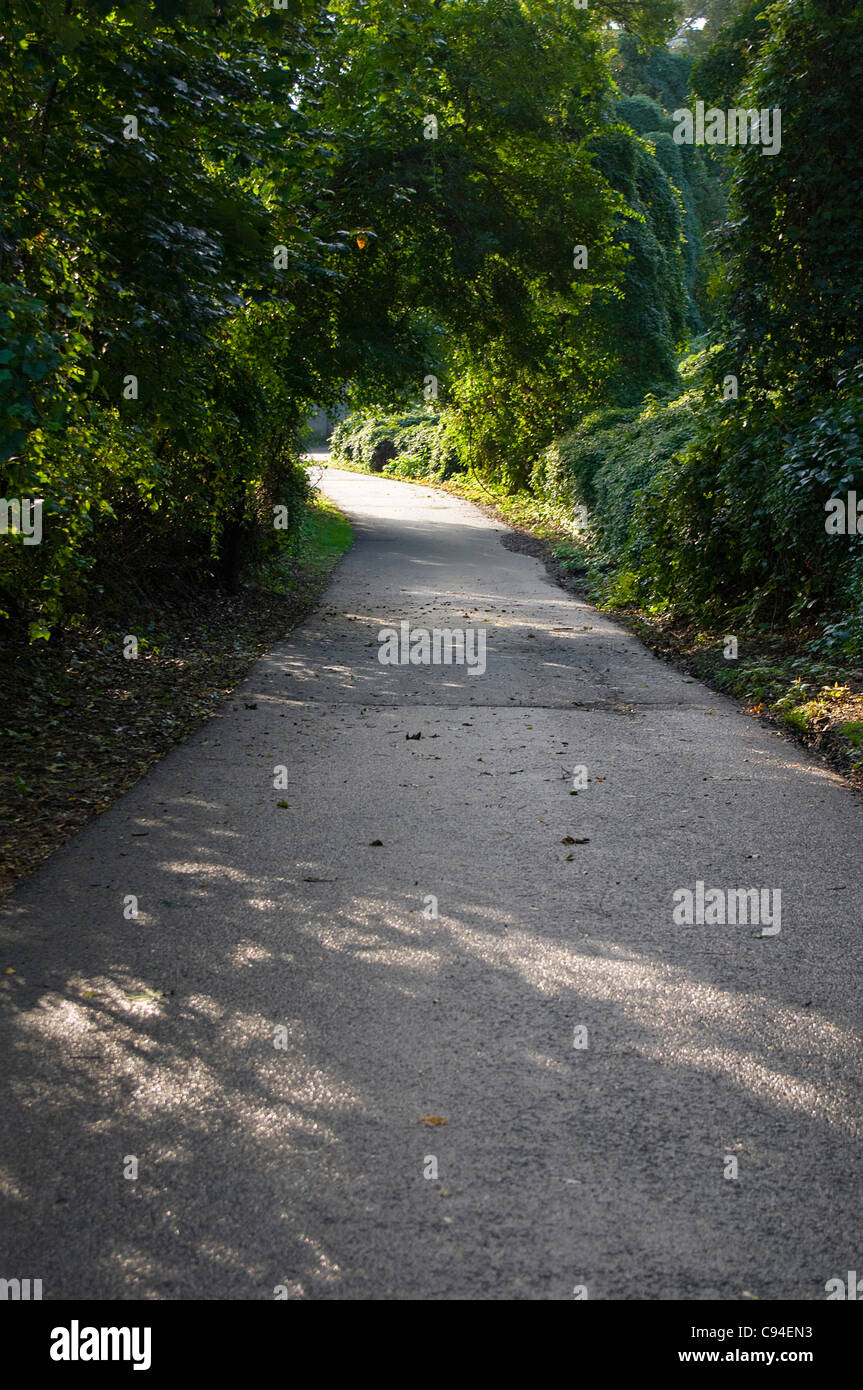 Road going toward the sunlight through the shadows of trees and vines Stock Photo
