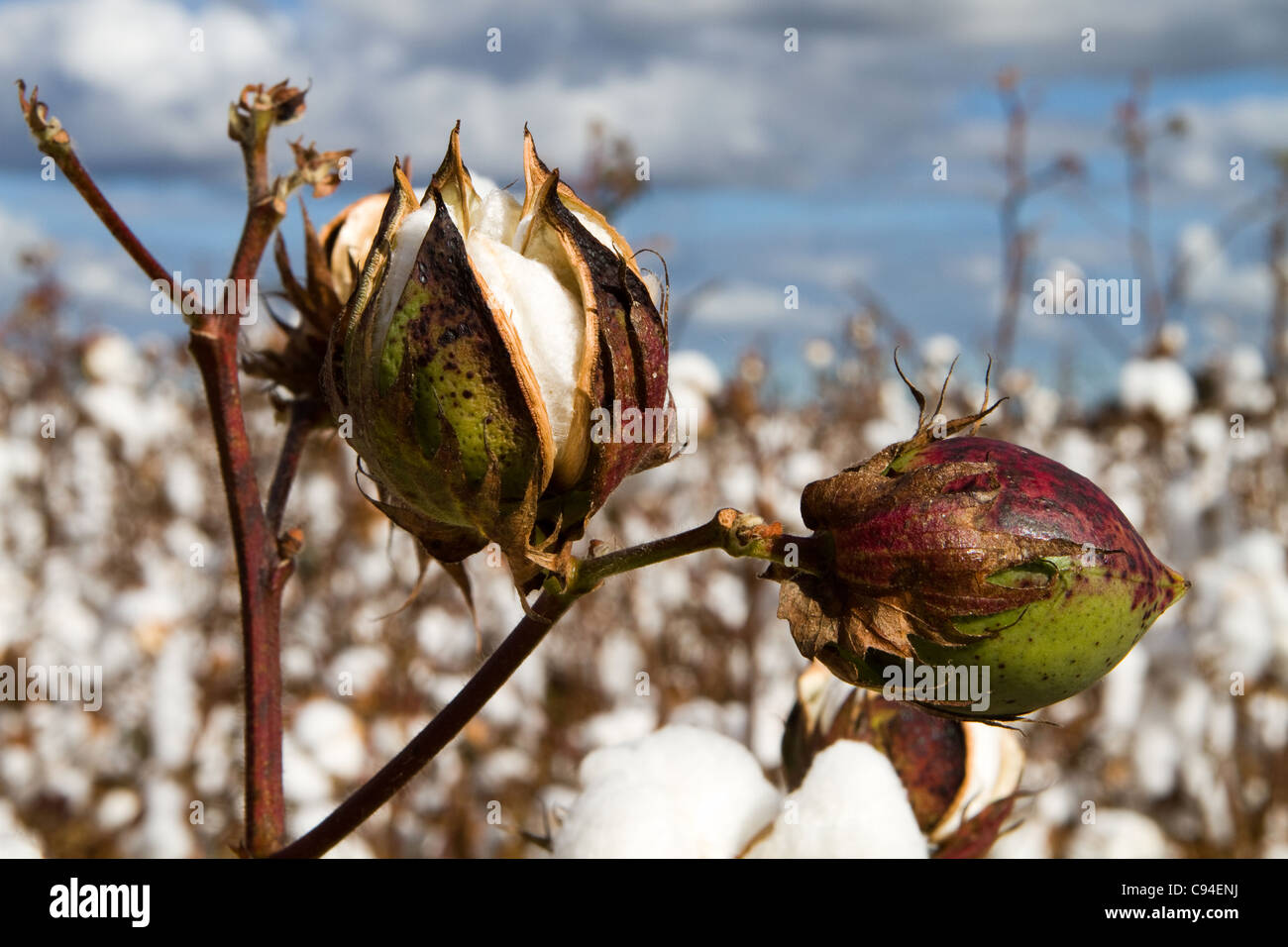 Close up of two cotton bolls growing on the stem in a field of cotton