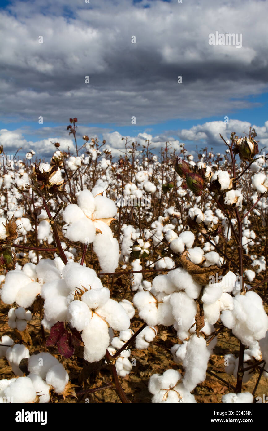 Cotton field hi-res stock photography and images - Alamy