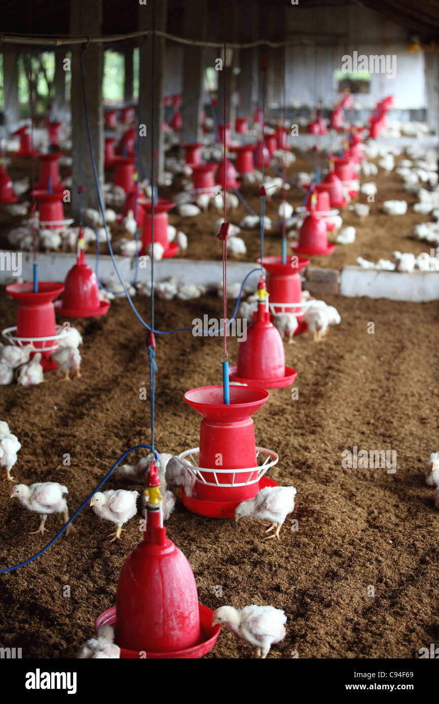 Chicken farming in South India Asia Stock Photo Alamy