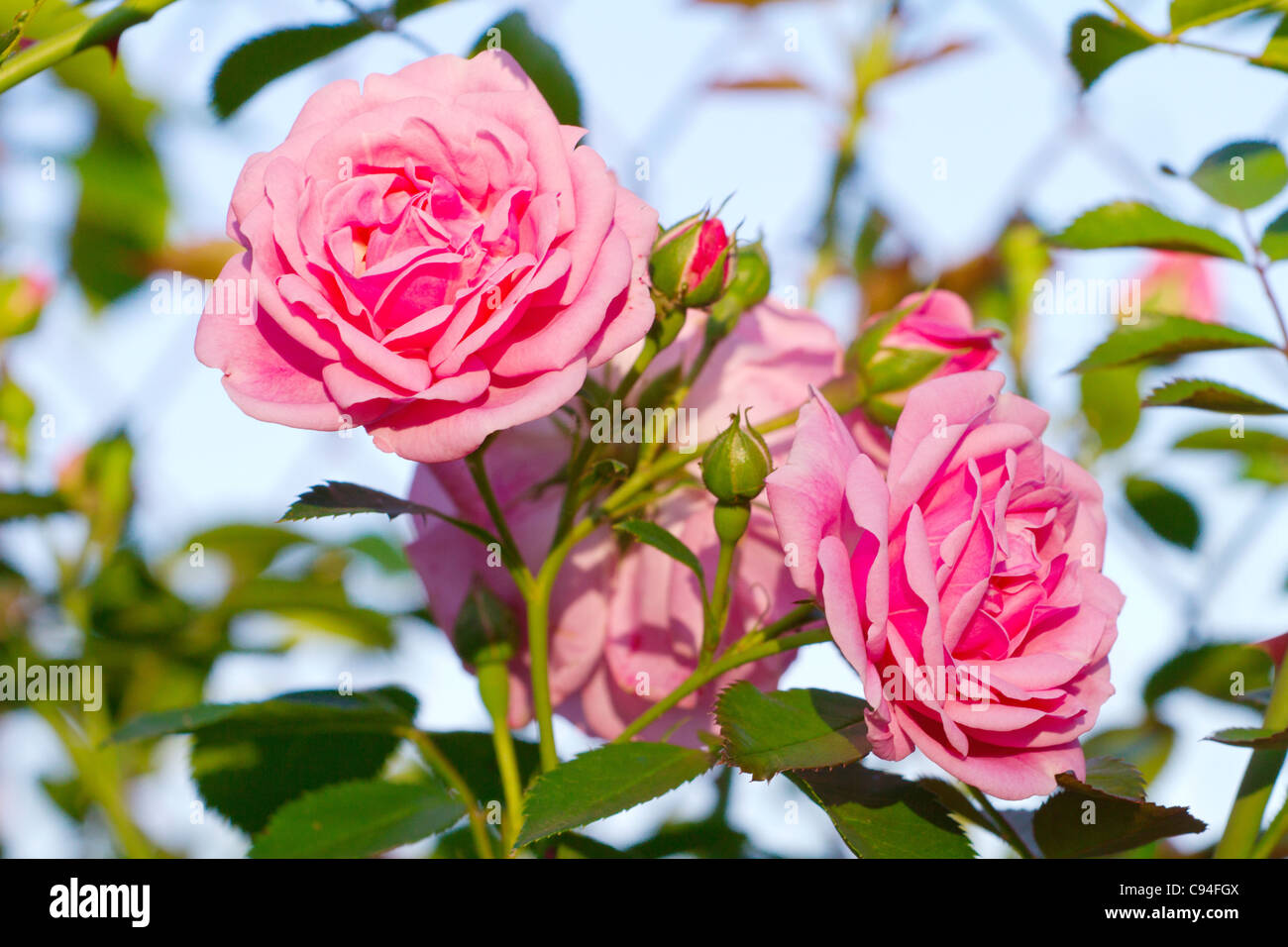 Beautiful pink roses blooming in a garden Stock Photo - Alamy