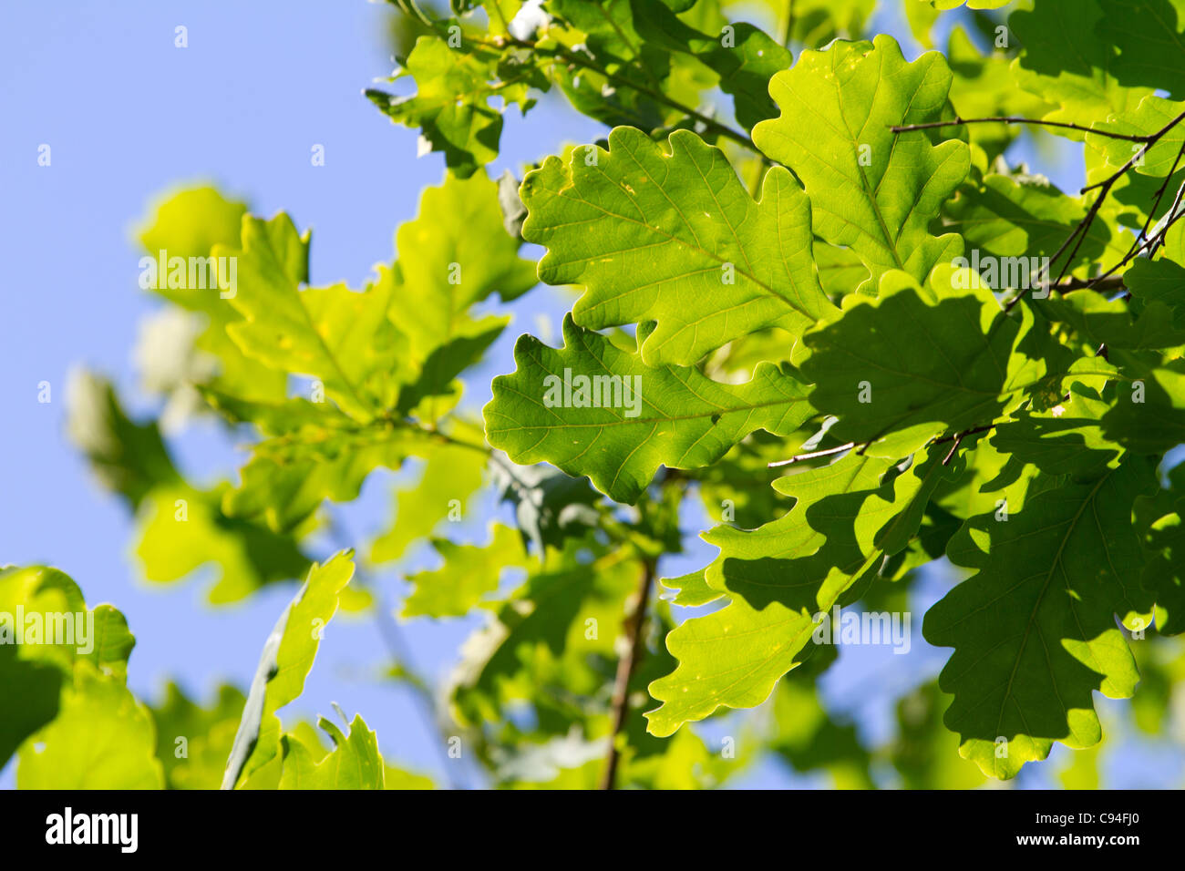 Green oak leaves against blue sky Stock Photo - Alamy
