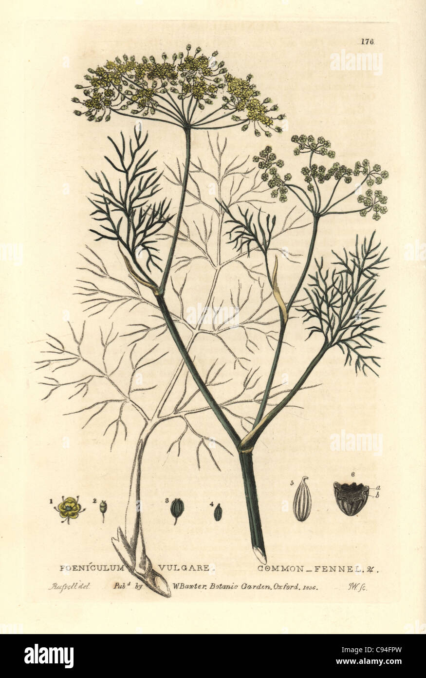 Common fennel, Foeniculum vulgare Stock Photo Alamy