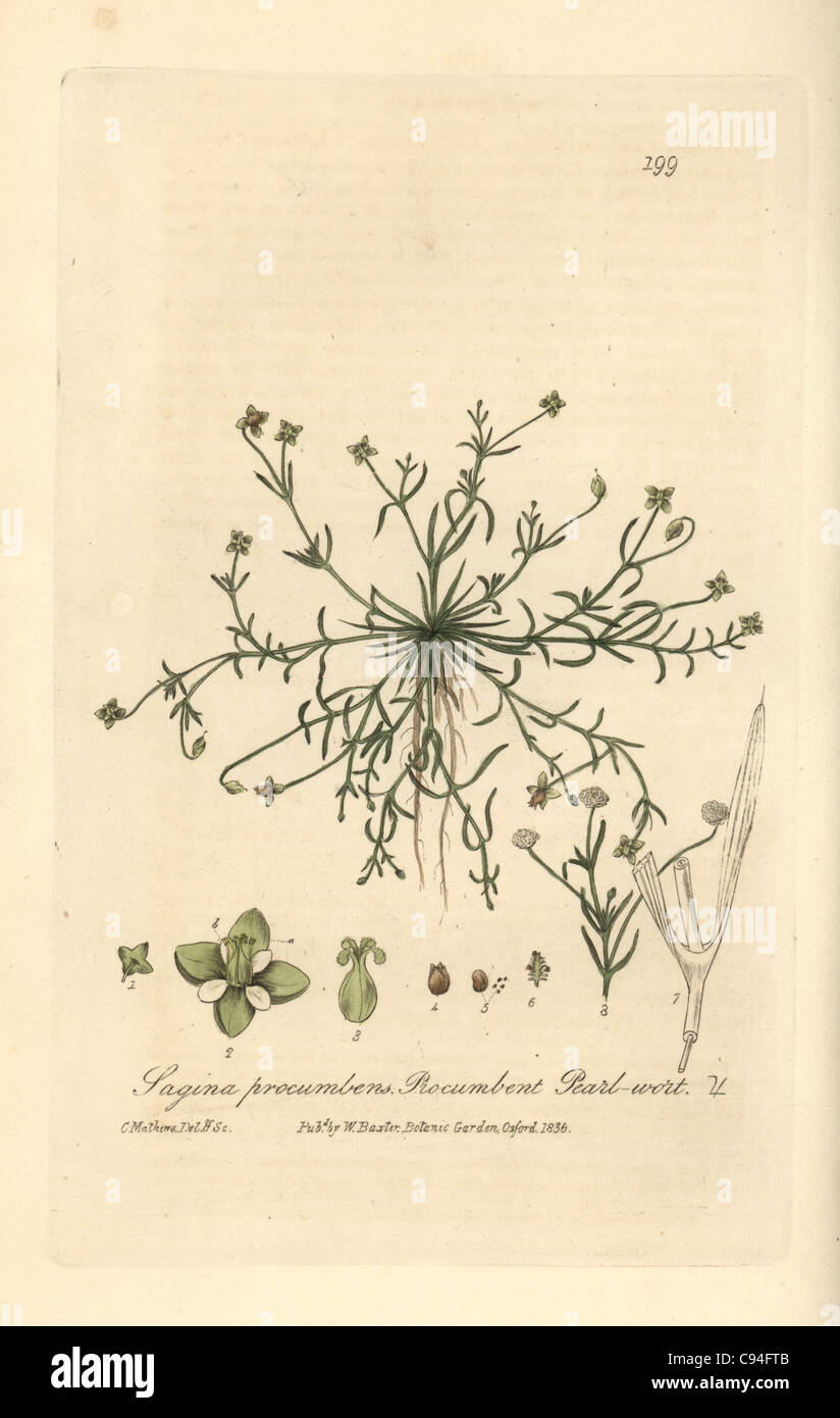 Procumbent or birdeye pearlwort, Sagina procumbens. Stock Photo