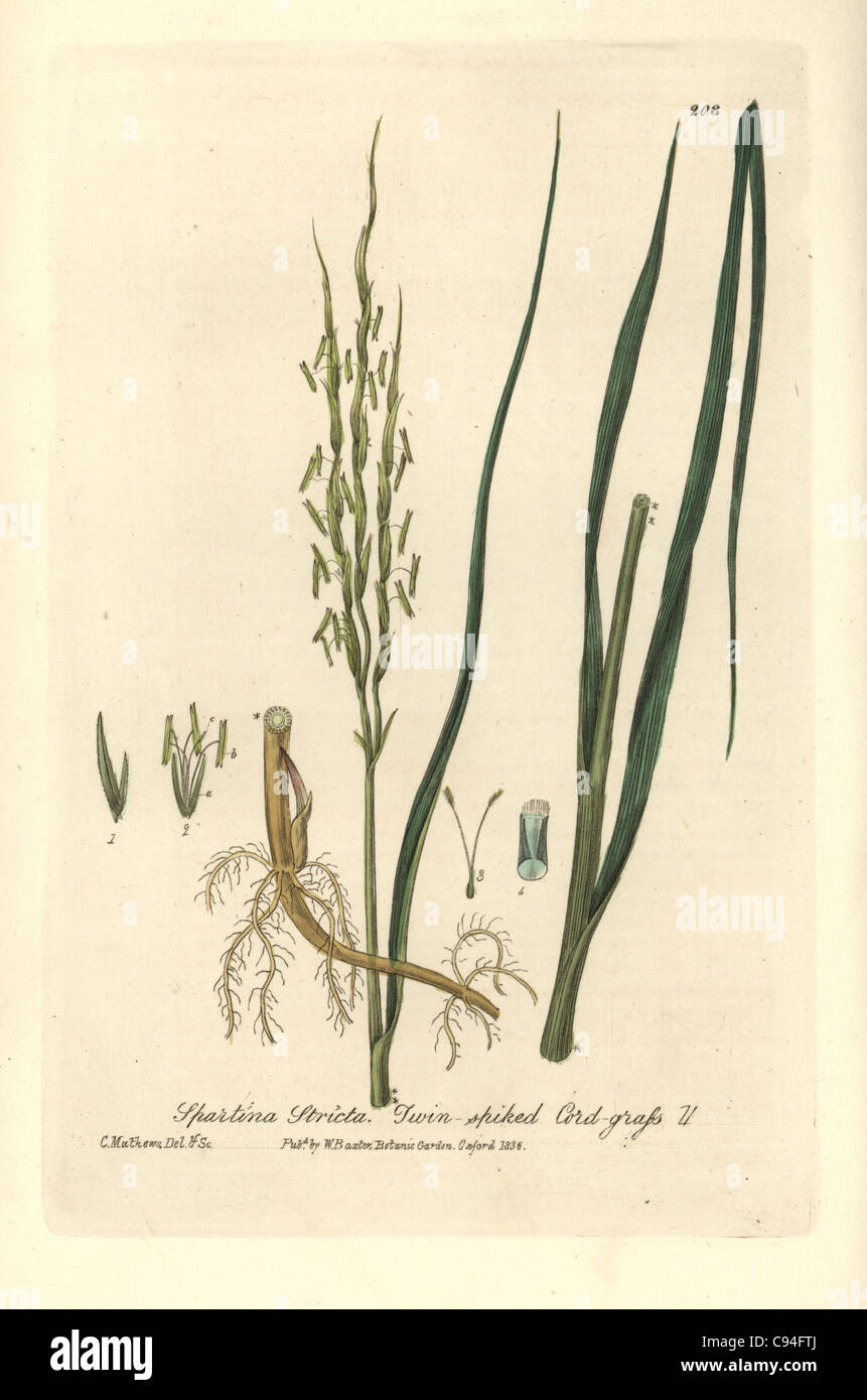 Twin-spiked cord grass, Spartina stricta. Stock Photo