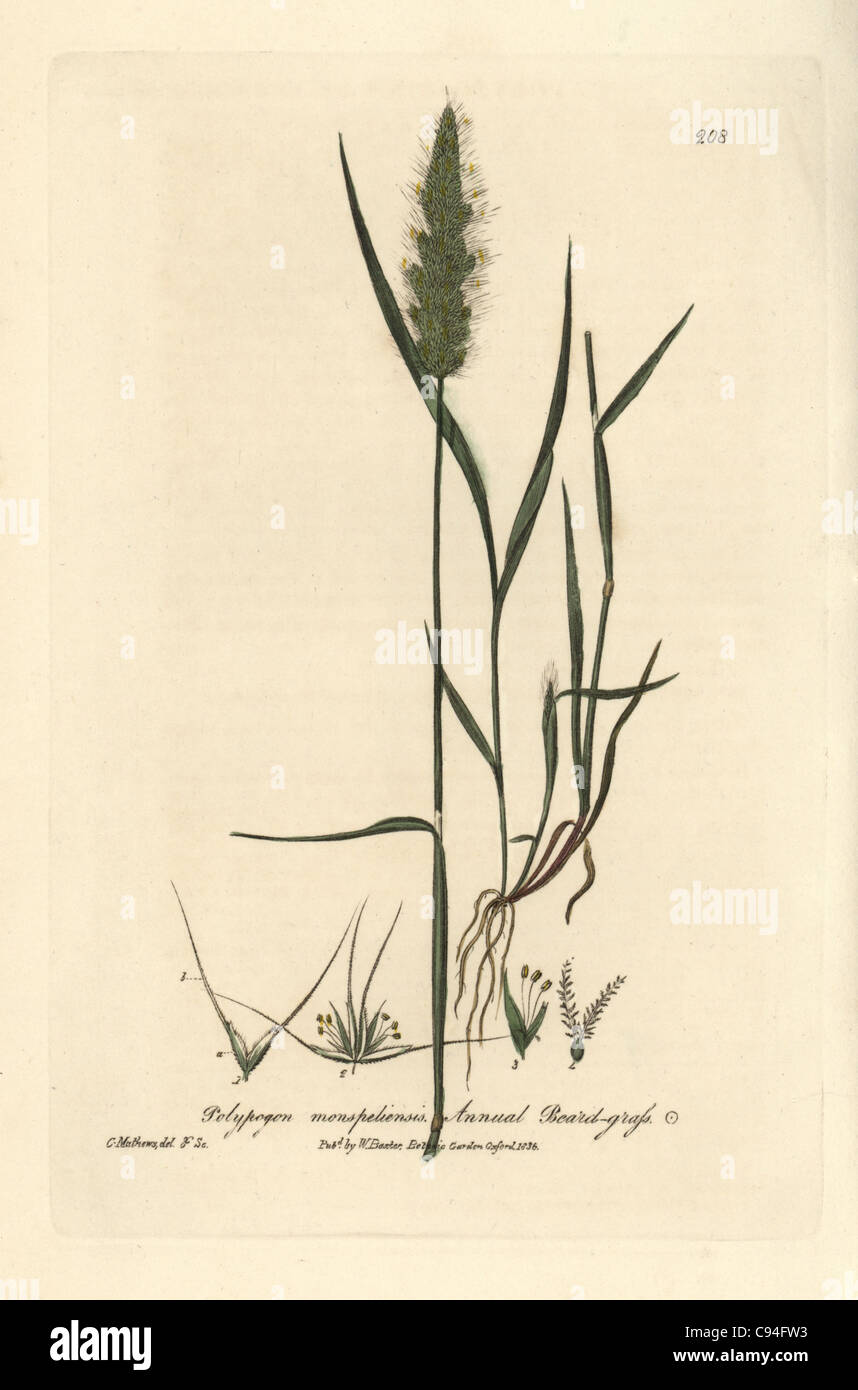 Annual beard grass, Polypogon monspeliensis. Stock Photo