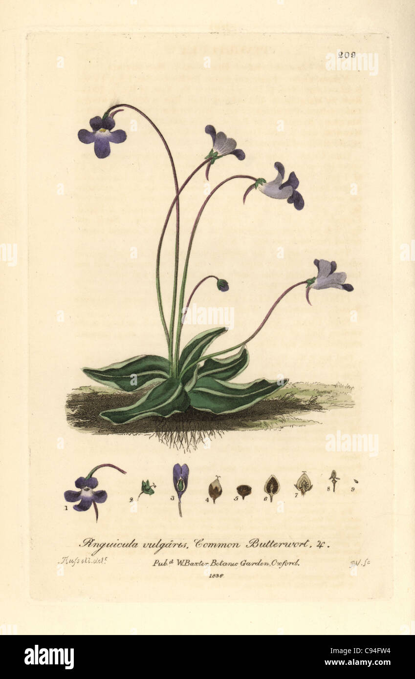 Common butterwort, Pinguicula vulgaris. Stock Photo