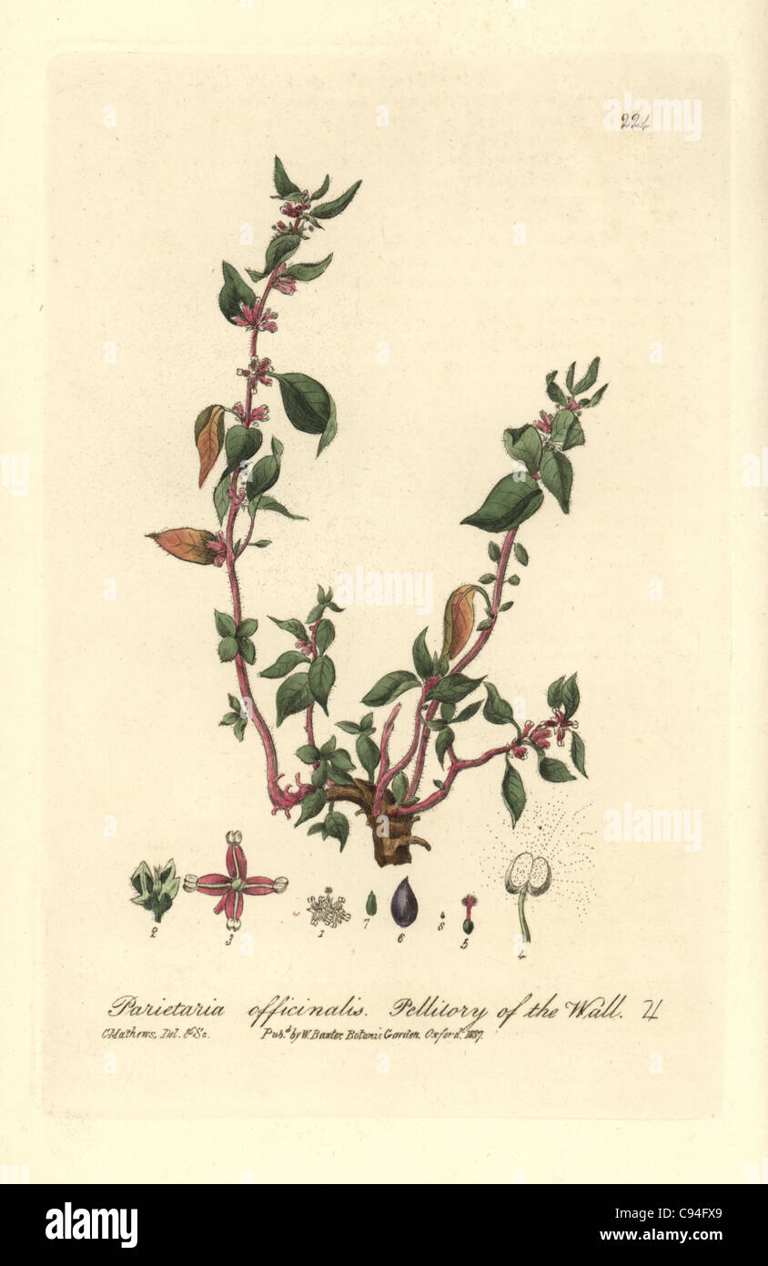 Pellitory of the wall, Parietaria officinalis. Stock Photo