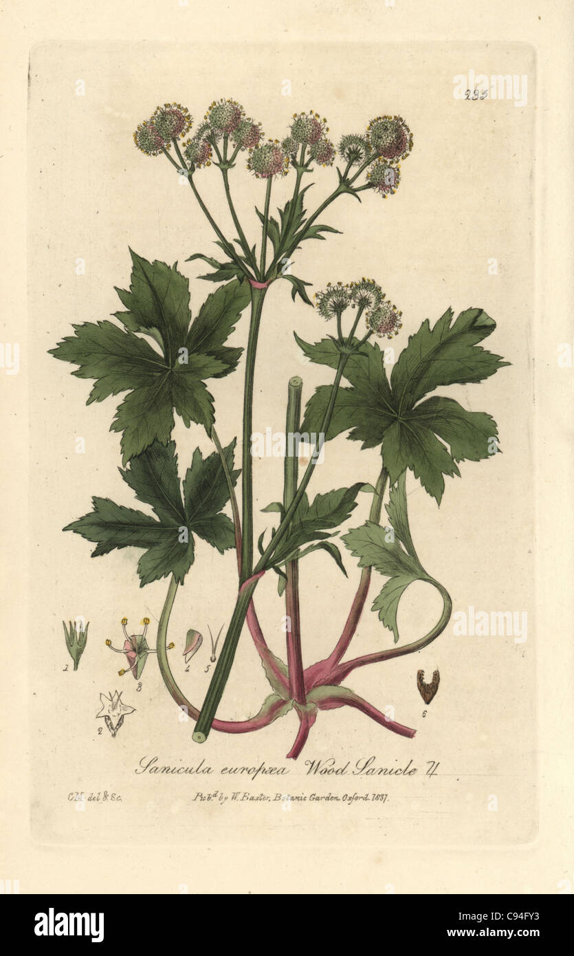 Wood sanicle, Sanicula europaea Stock Photo Alamy