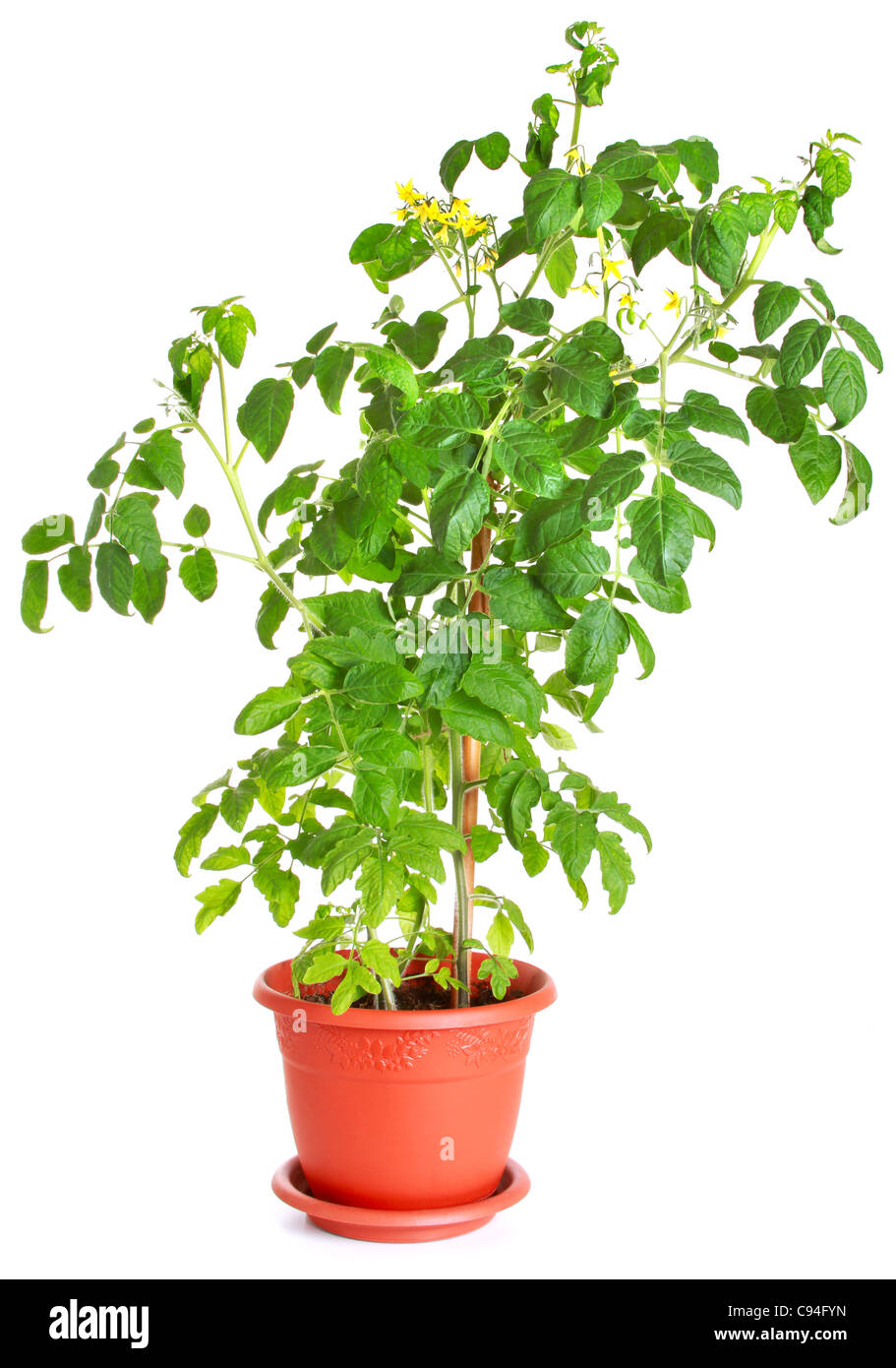 Tomato bush growing in a flower pot isolated on white Stock Photo