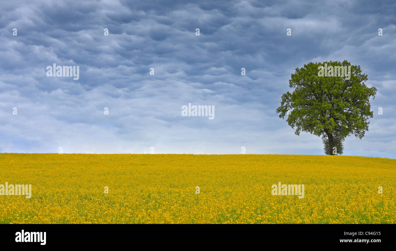 Lonely green tree in a canola field under a stormy sky Stock Photo - Alamy