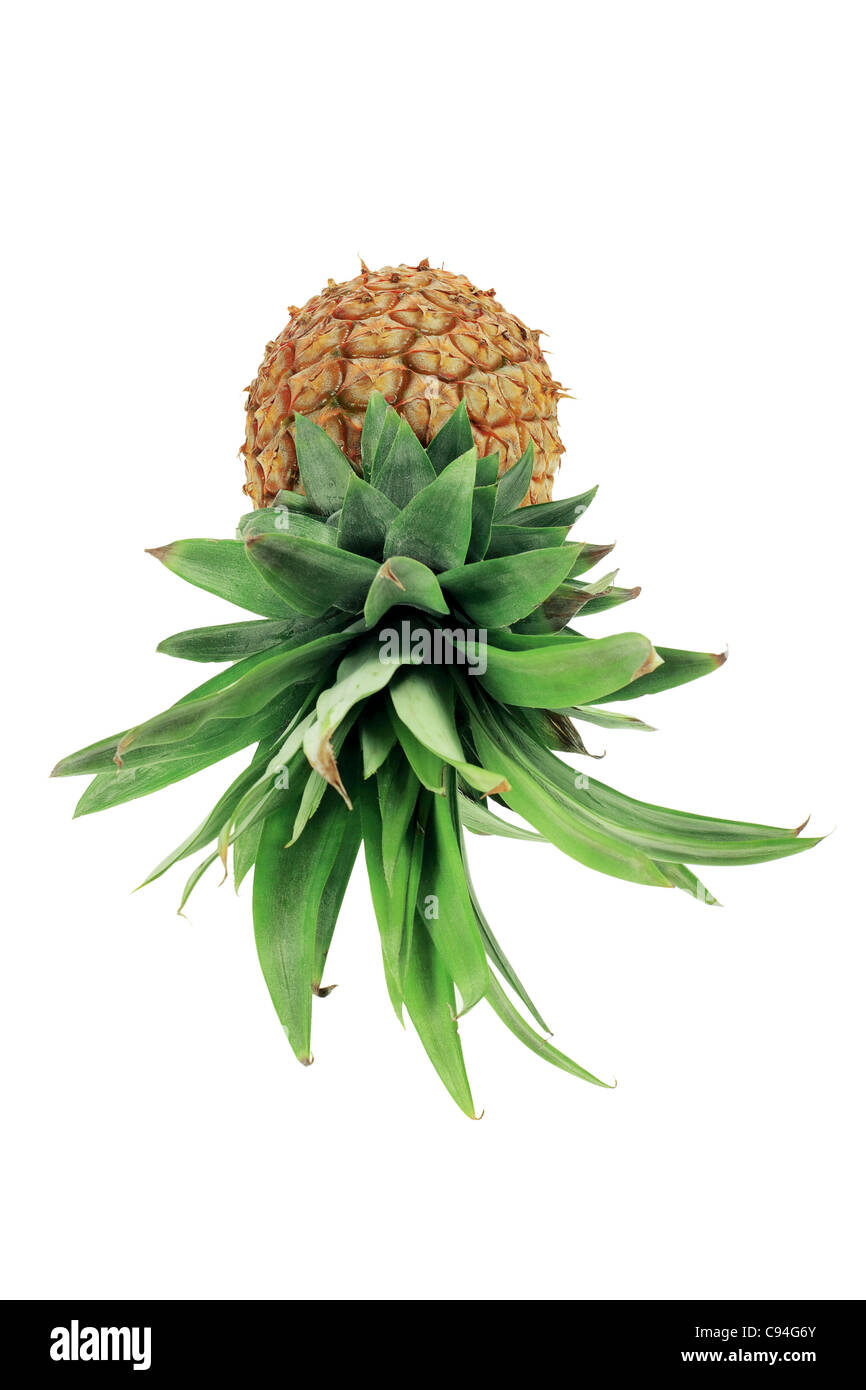 Pineapple leaves hi-res stock photography and images - Alamy