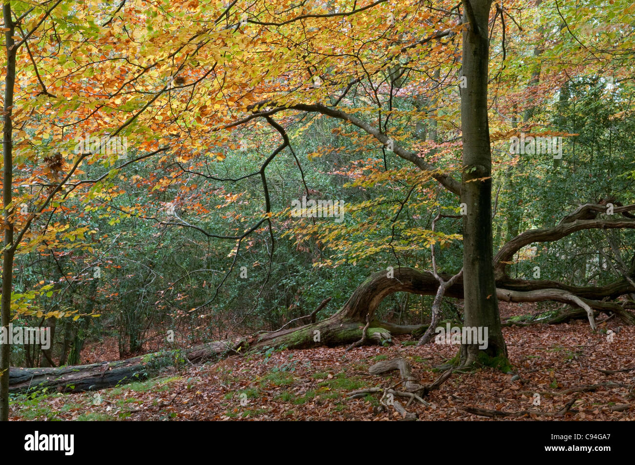 Beech (Fagus sylvatica) woodland in autumn. Sussex, England, UK Stock Photo