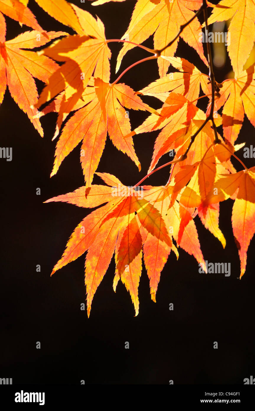 Japanese Maple: Acer palmatum heptalobum Stock Photo