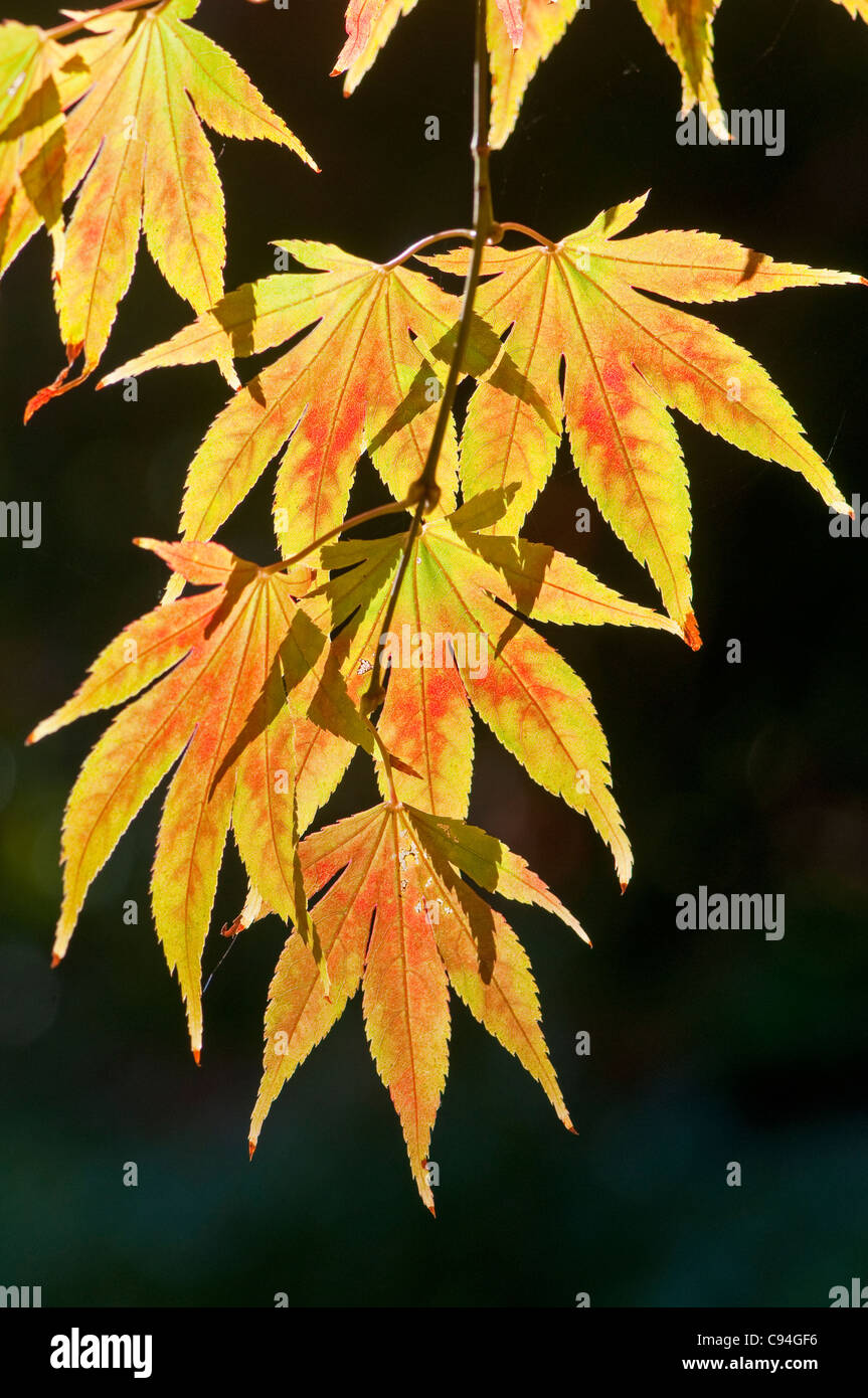 Japanese Maple: Acer palmatum heptalobum Stock Photo
