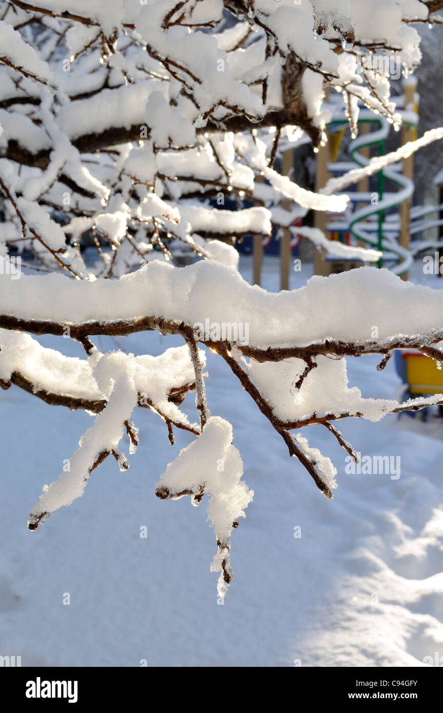Beautiful branches covered with ice and snow in winter Stock Photo - Alamy