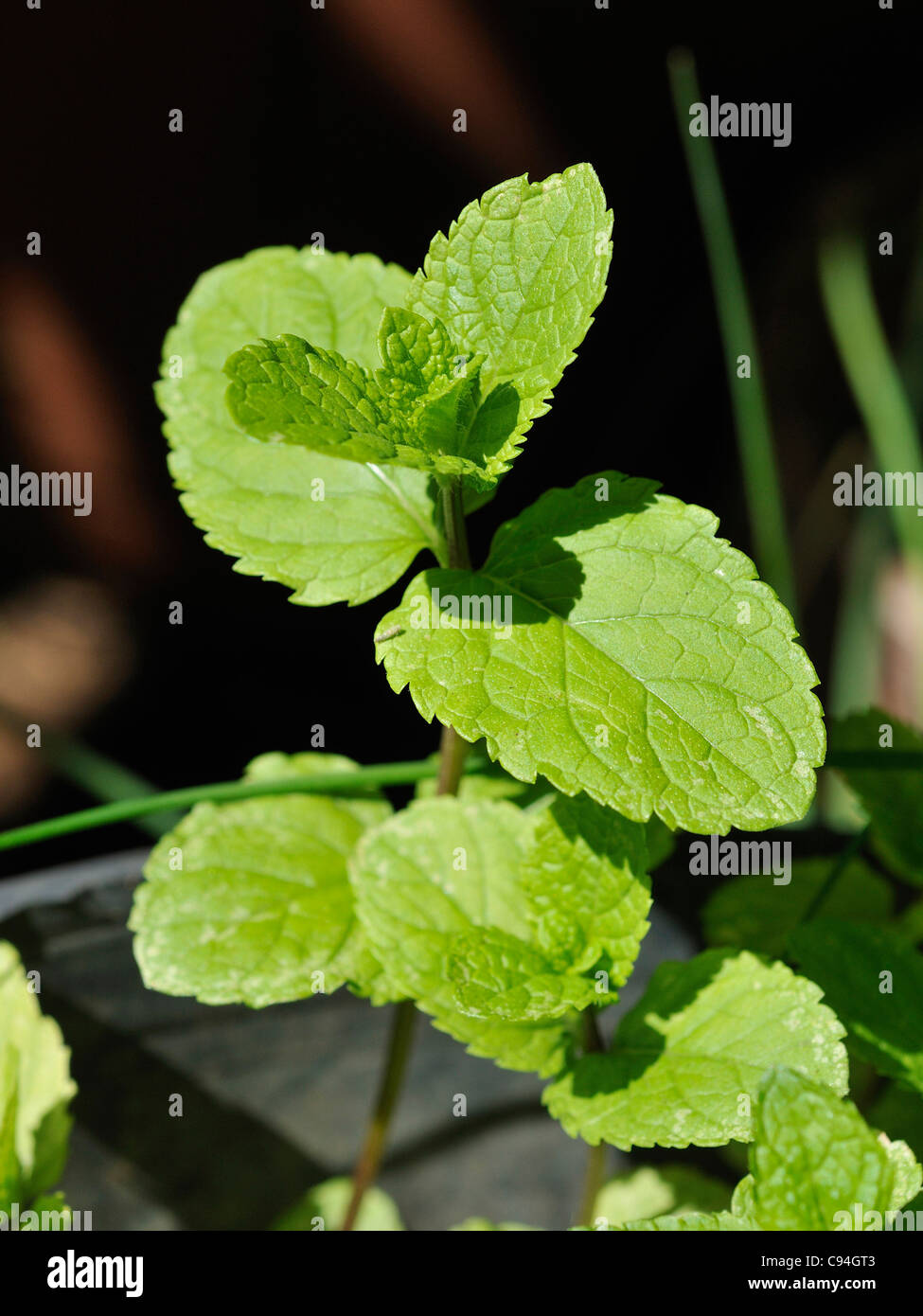 Mint plant Lamiaceae Mentha Stock Photo
