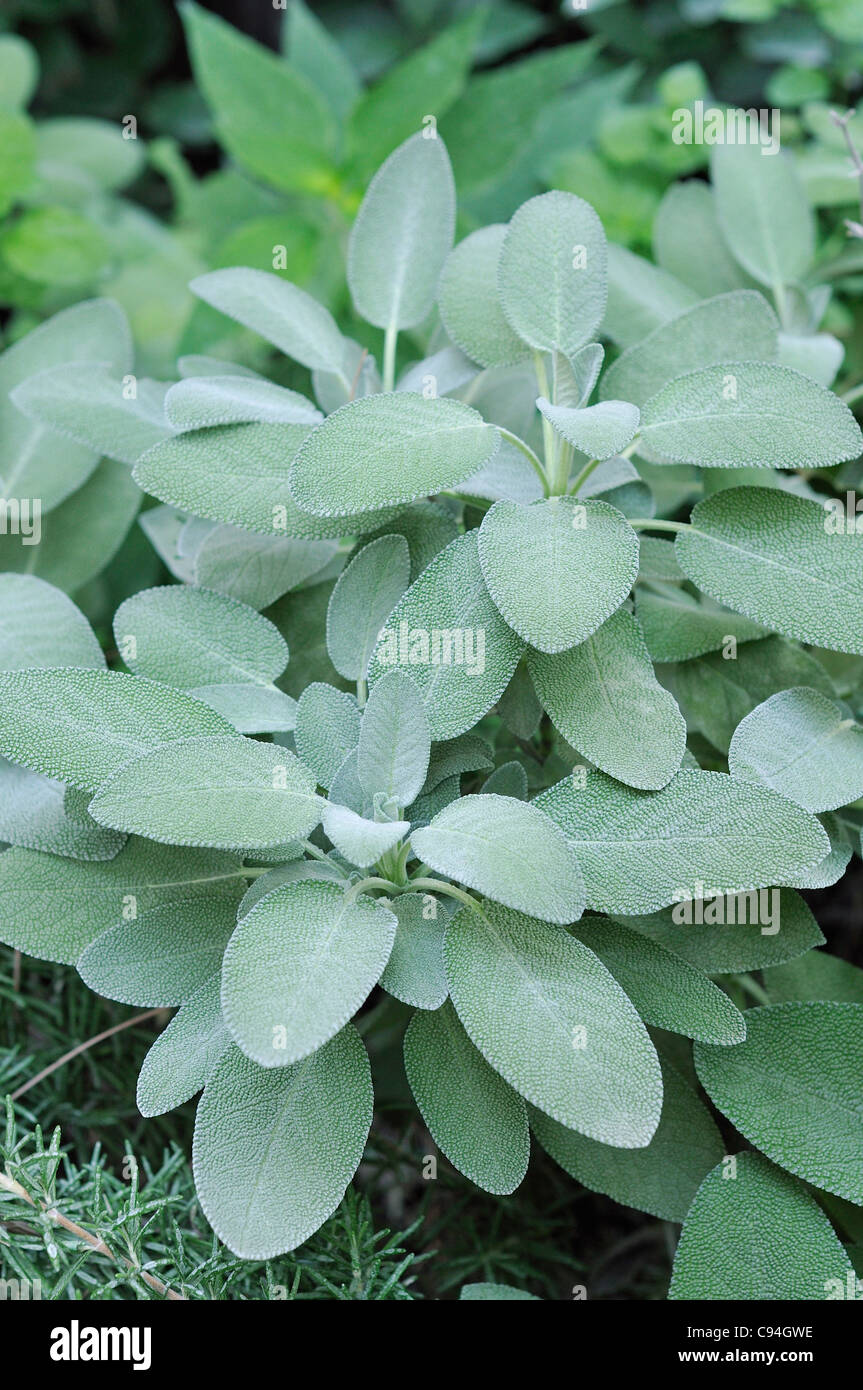 Sage Salvia officinalis herb used for cooking & medicinal purposes