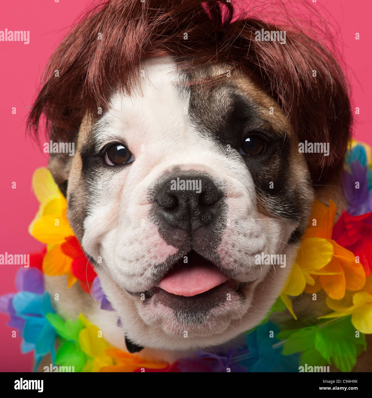 Close-up of English Bulldog puppy wearing a wig and colorful lei, 11 weeks old, in front of pink background Stock Photo