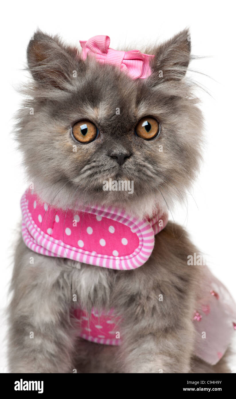 Persian kitten dressed in pink, 3 months old, in front of white background Stock Photo