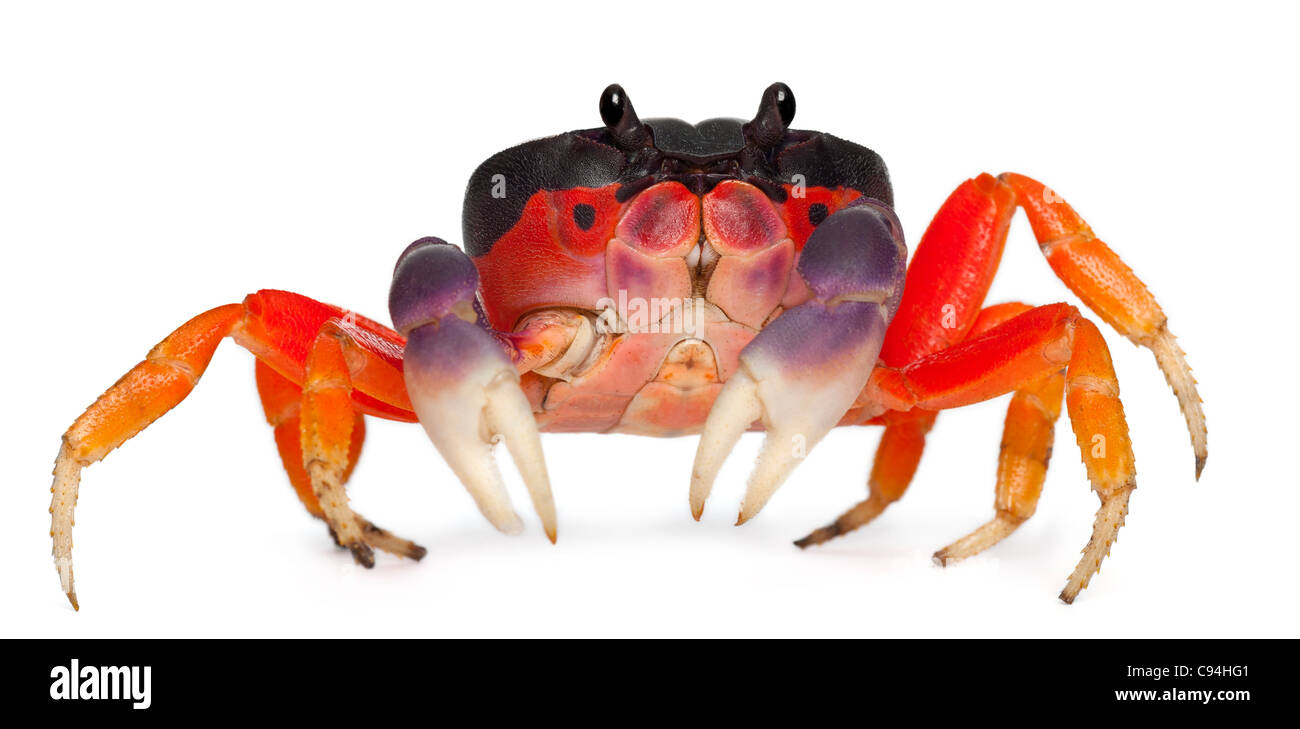 Red land crab, Gecarcinus quadratus, in front of white background Stock Photo