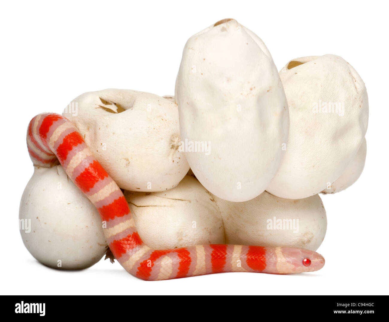 Hypomelanistic milk snake or milksnake, lampropeltis triangulum hondurensis, 17 minutes old, in front of white background Stock Photo