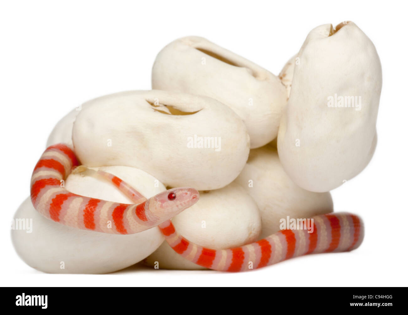 Hypomelanistic milk snake or milksnake, lampropeltis triangulum hondurensis, 18 minutes old, in front of white background Stock Photo