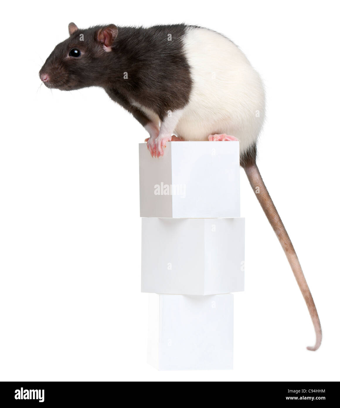 Fancy Rat, 1 year old, sitting on boxes in front of white background Stock Photo