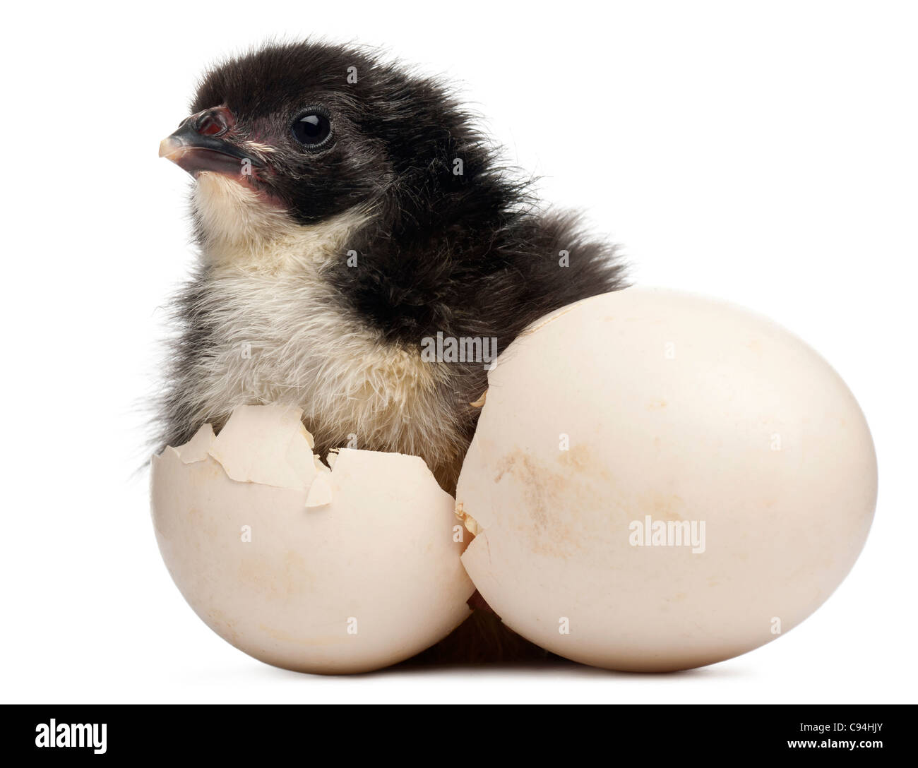 Chick, Gallus gallus domesticus, 8 hours old, standing next to it's own egg in front of white background Stock Photo